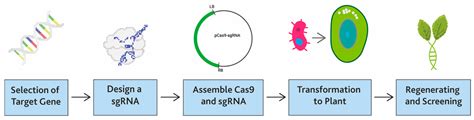 Biology Free Full Text Recent Developments In Crisprcas9 Genome Editing Technology Related