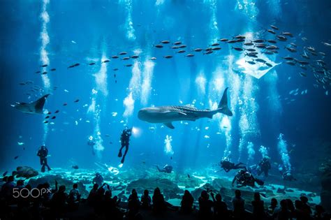 gray whale shark #aquarium #fish #animals #500px whale shark manta rays ...