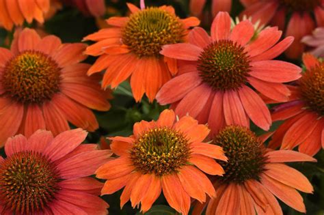 Echinacea X Hybrida Artisan™ Red Ombre Coneflower