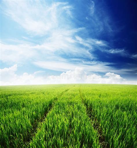 Campo De La Hierba Verde Y Del Cielo Nublado Azul Imagen De Archivo