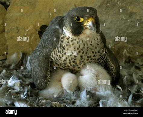 Polluelos De Halcon Peregrino Fotos E Im Genes De Stock Alamy