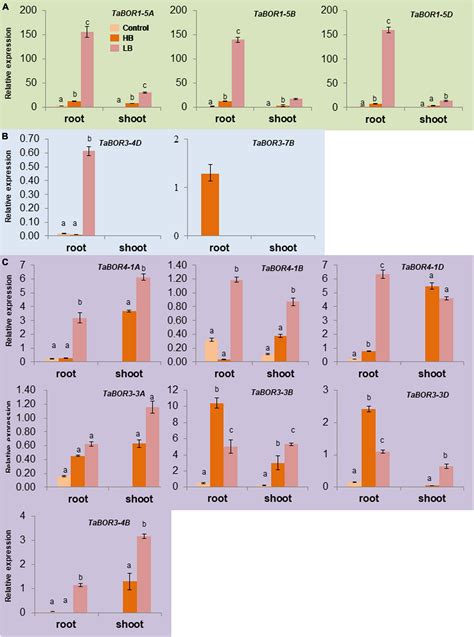 Frontiers Molecular Characterization Of The Genome Wide Bor