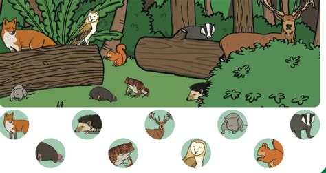 Forest Animals Diagram Quizlet