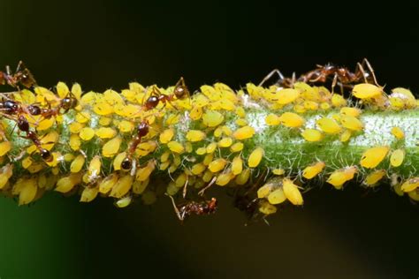 Afidi Elimina I Pidocchi Gialli Con Questi Trucchi E Rimedi Naturali