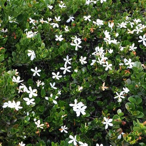 Carissa Macrocarpa Green Carpet Natal Plum SiteOne