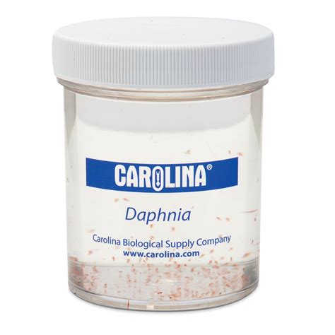 Daphnia Pulex Living Carolina Biological Supply