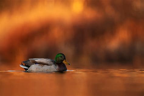 Birds Mallard Bird Duck Wildlife Hd Wallpaper Peakpx