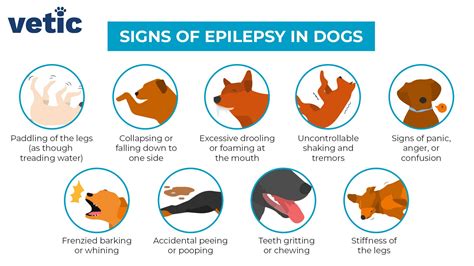 What is Epilepsy in Dogs? Is My Dog Epileptic?