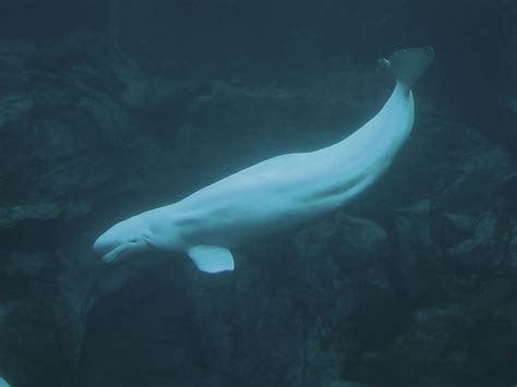 Beluga Whale Speaks Human California Academy Of Sciences