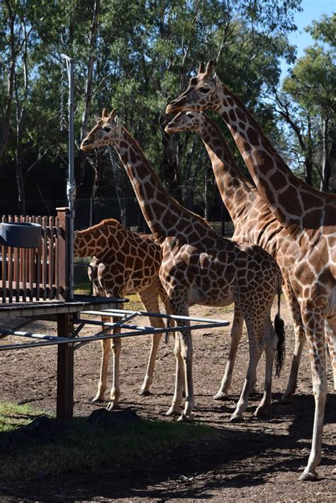 Taronga Western Plains Zoo Dubbo Roaming The Outback