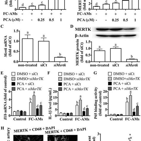 PCA inhibits IL 1β and NF κB activation in efferocytic macrophages