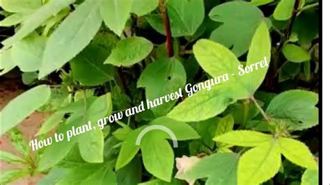 How To Plant Grow And Harvest Gongura Sorrel How To Grow Gongura