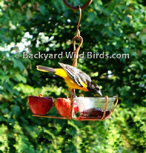 Copper Fruit Jelly Oriole Feeder At Backyard Wild Birds