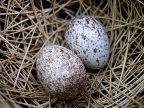 Cardinal Eggs by aileen on deviantART