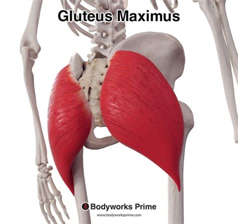 Gluteus Maximus Muscle Anatomy Bodyworks Prime