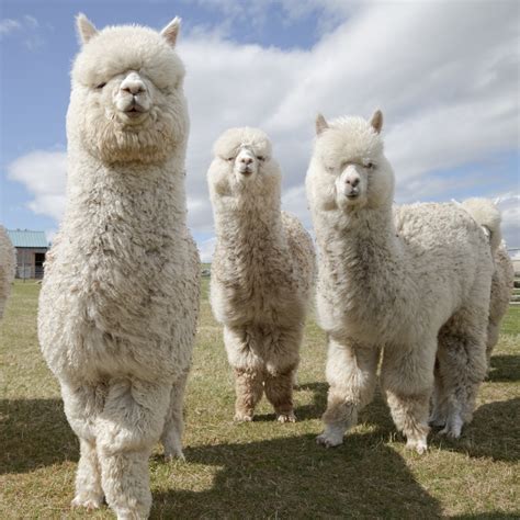 Llamas Vs Alpacas