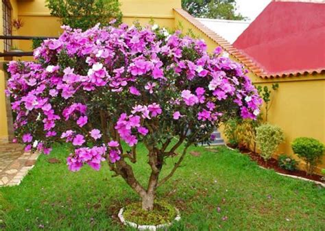 Passo Para Fazer Muda De Manac Da Serra Super Universo Das Plantas