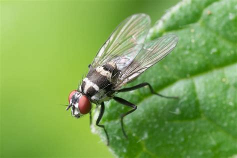 Mosca Significados Espirituales Y Simbolismo Alethia Martinez