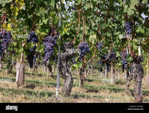 Beautiful Bunch Of Black Nebbiolo Grapes With Green Leaves In The