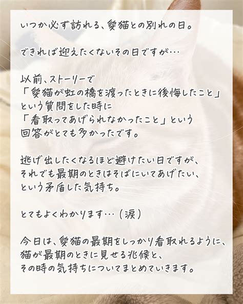 【後悔】死期が近い猫はこうなります｜最期の瞬間をしっかり看取ってあげるために（ねこぞー） エキスパート Yahooニュース