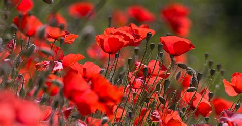 Rot blüht der Mohn Lied von Udo Jürgens 1984 Schöne Heimat Fotoblog