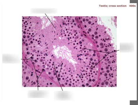 A P 2 Lab Exam 3 Histology 6 Diagram Quizlet