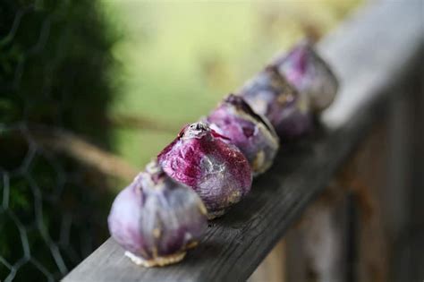 How To Force Hyacinth Bulbs Indoors - Farmhouse & Blooms