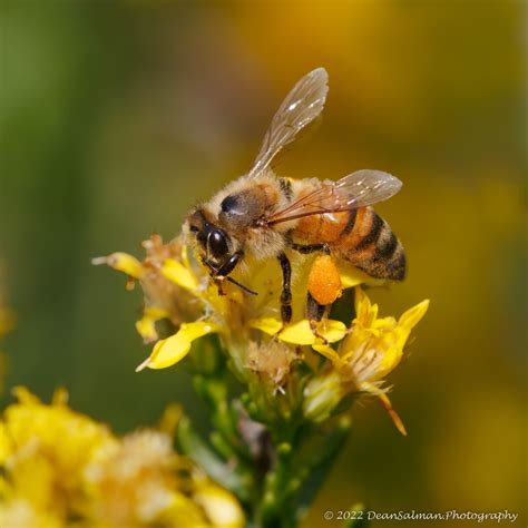 Bee Crop - Macro/Close-up Critiques - Nature Photographers Network