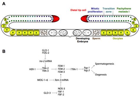 The C Elegans Gonad And Germline Sex Determination A Schematic