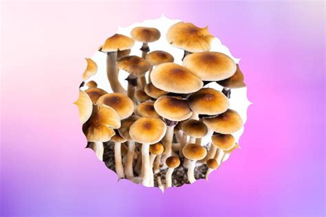 The Wonderful and Diverse World of Psilocybin Mushroom Strains ...