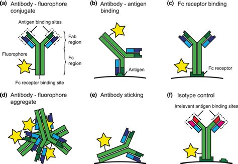 Schematic Representation Of A Fluorescent Antibody Conjugate And Download Scientific Diagram