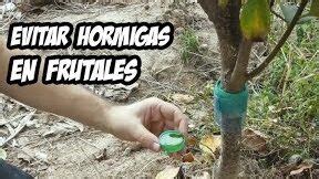 Receta casera para acabar con las hormigas en el árbol adiós a la