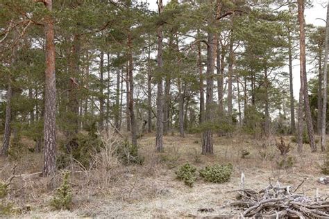 Skogsskiften Kräklingbo Kräklings i Kräklingbo Gotlands kommun gård