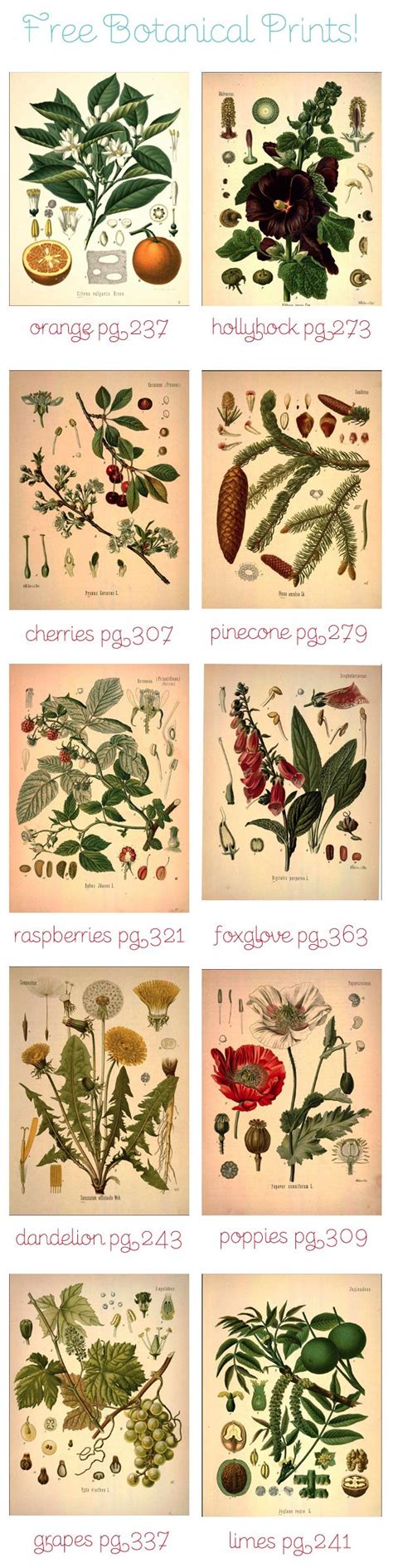 43 Free Vintage Botanical Printables Ideas In 2021 This Is Edit