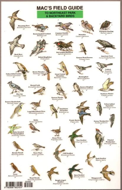 Bird In Everything: Birds Of The Northeast Identification