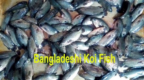 World Famous Bangladeshi Live Koi Fish See How Koi Fish Are Sold In