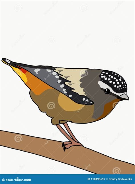 Bird Pardalote Stock Illustration Illustration Of Australian 118495697