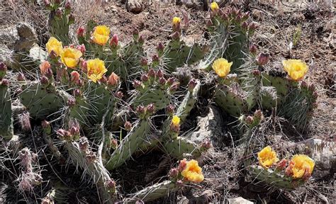 Grand Canyon NPS on Twitter: "This weekend, visitors to the South Rim ...