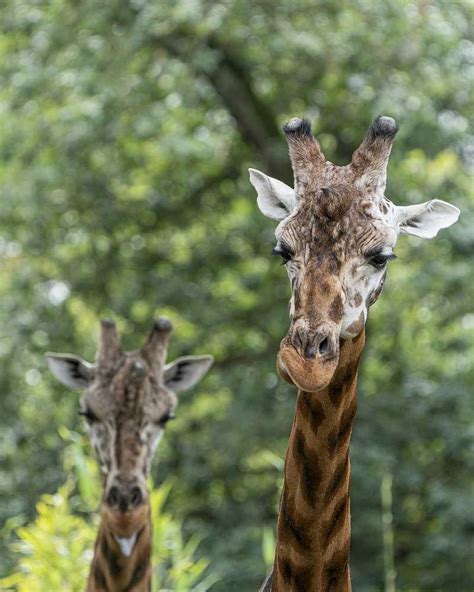 Animals at Knowsley Safari Park - GottaPics