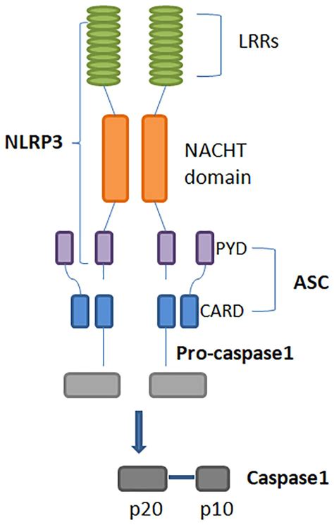 Frontiers Nlrp3 Inflammasome From Bench To Bedside New Perspectives