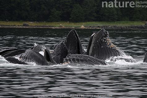 Stock Photo Of Humpback Whale Megaptera Novaeangliae Pod Bubble Net