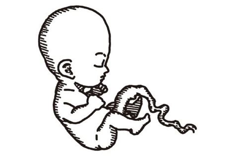 Cute Baby Fetus Line Art Graphic By Arsa Adjie Creative Fabrica