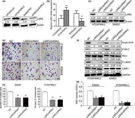 Retracted Forminlike Regulates Rho Rock Pathway To Promote Actin