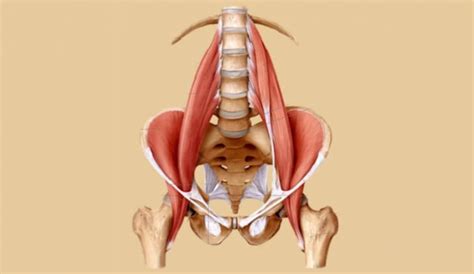 Come Allenare Il Muscolo Psoas Per Aumentare Energia E Vitalit Vivi