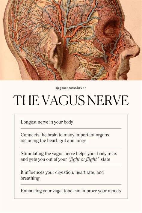 10 Ways To Stimulate Your Vagus Nerve For Better Physical And Mental