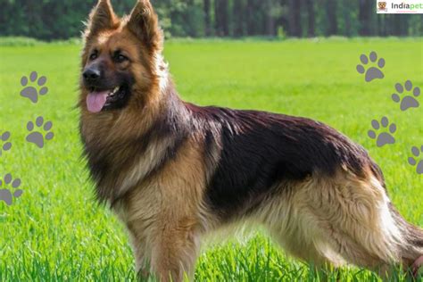 10 Best Search and Rescue Dog Breeds - India Pet