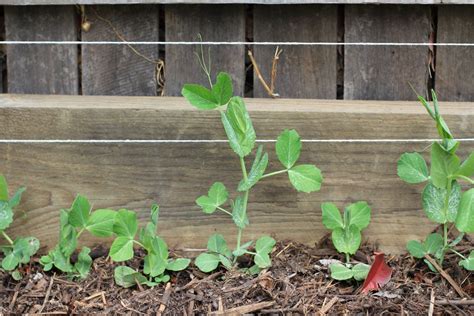 Ideal Timing for Planting Snow Peas in Melbourne | Ultimate Backyard