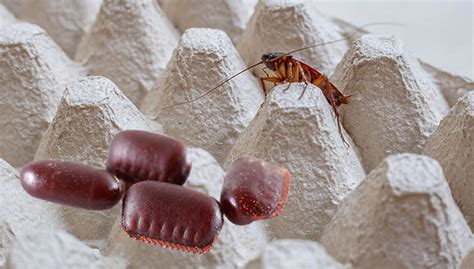 What Do Cockroach Eggs Look Like? How To Get Rid Of Them