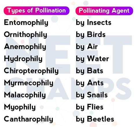 Types of Pollination Explained