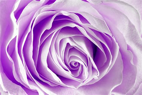 Lavender Rose - Wallpaper, High Definition, High Quality, Widescreen